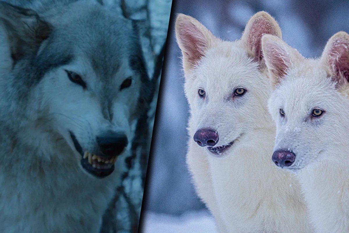 „Odtworzono” wilka, który wyginął 10 tys. lat temu. Może doprowadzić do zagłady