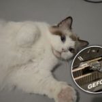 Komputer był o krok od spalenia. Właściciela zaalarmował… kot